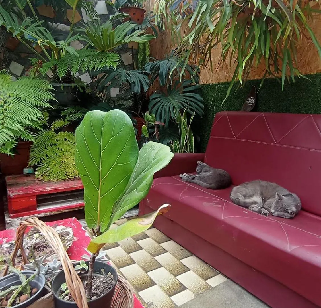 Kanela Guest House Machico  0*, Machico (Madeira)